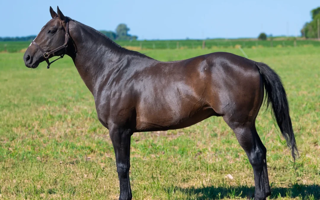 DOLFINA IMPERIAL